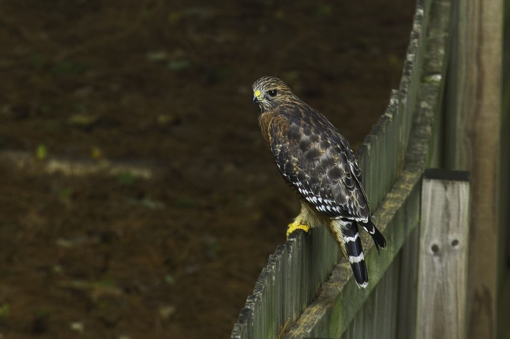 Photo 2740755