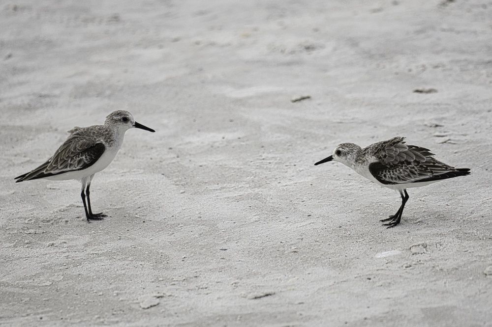 Photo 2740760