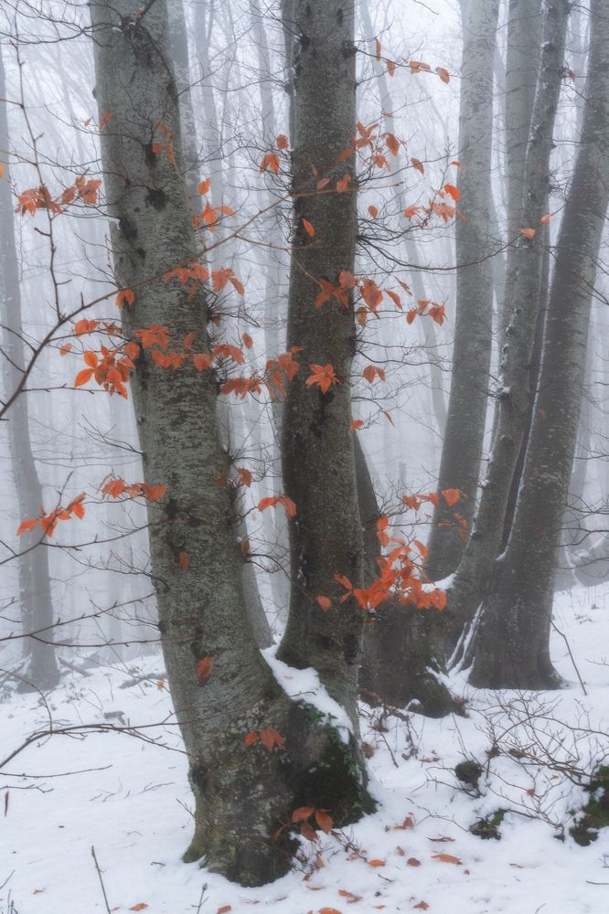 Photo 2740956