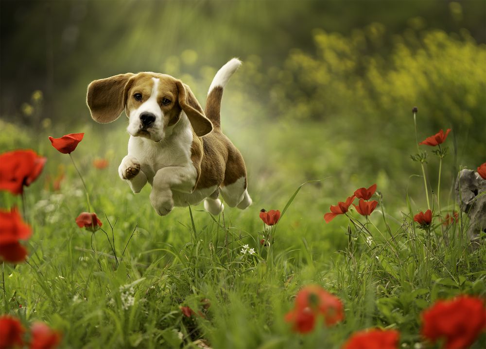 Dogs in Motion