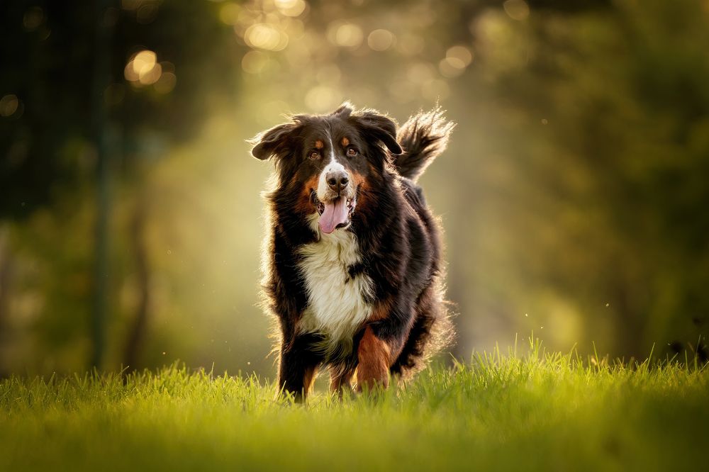 Dogs in Motion