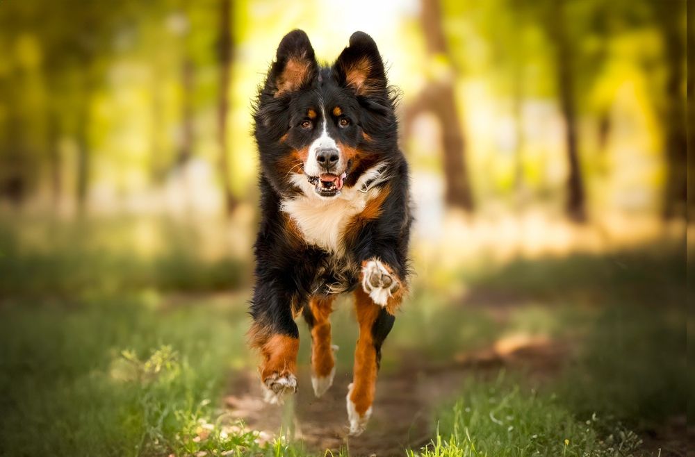 Dogs in Motion