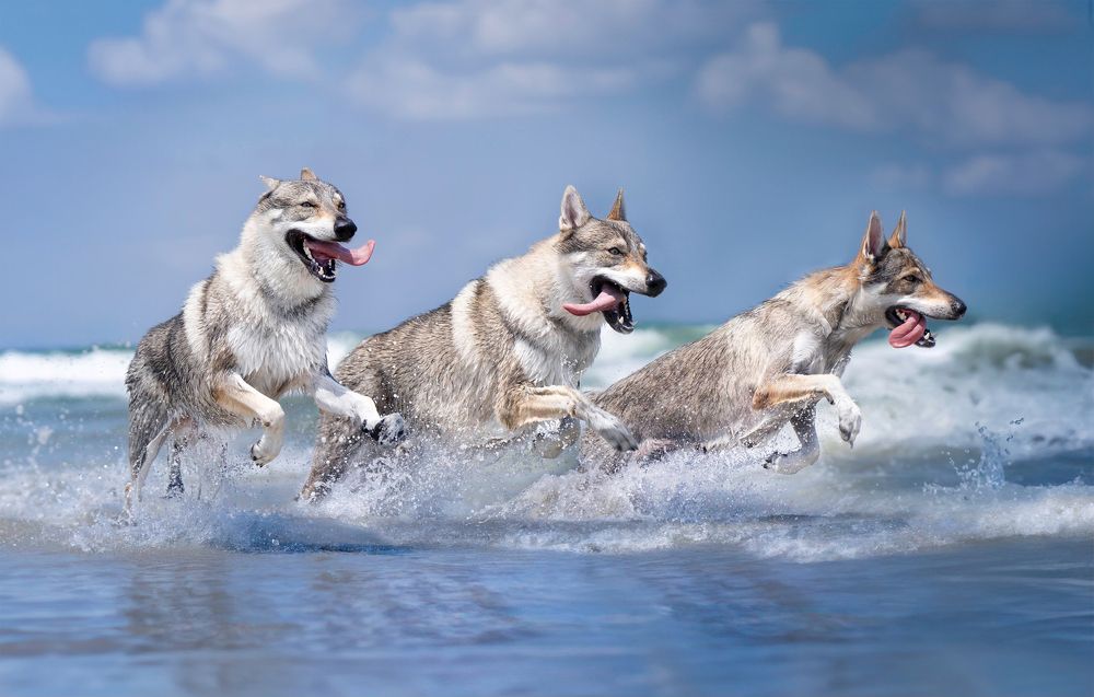 Dogs in Motion