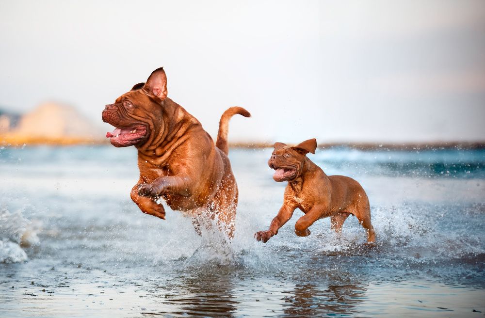 Dogs in Motion