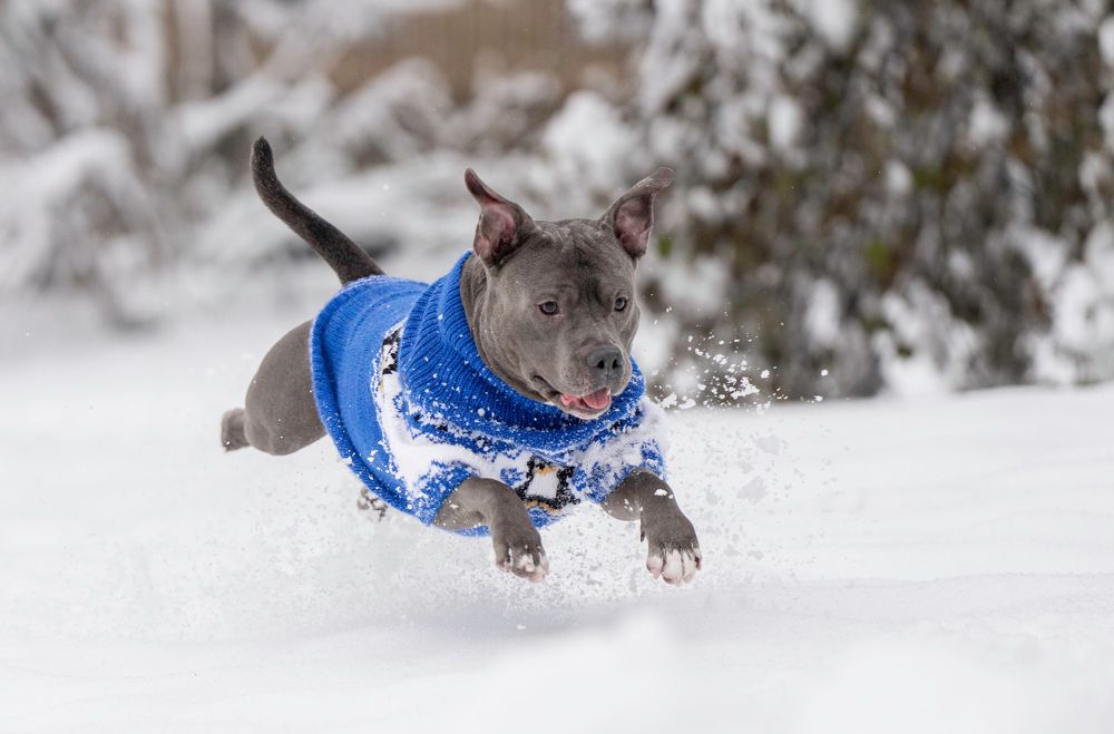 Dogs in Motion