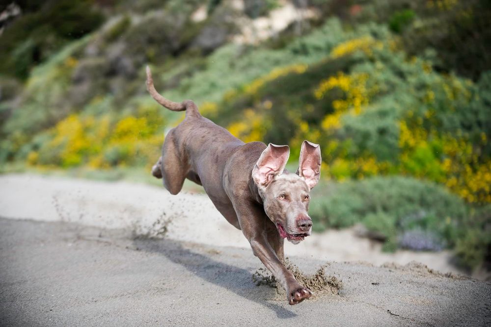 Dogs in Motion