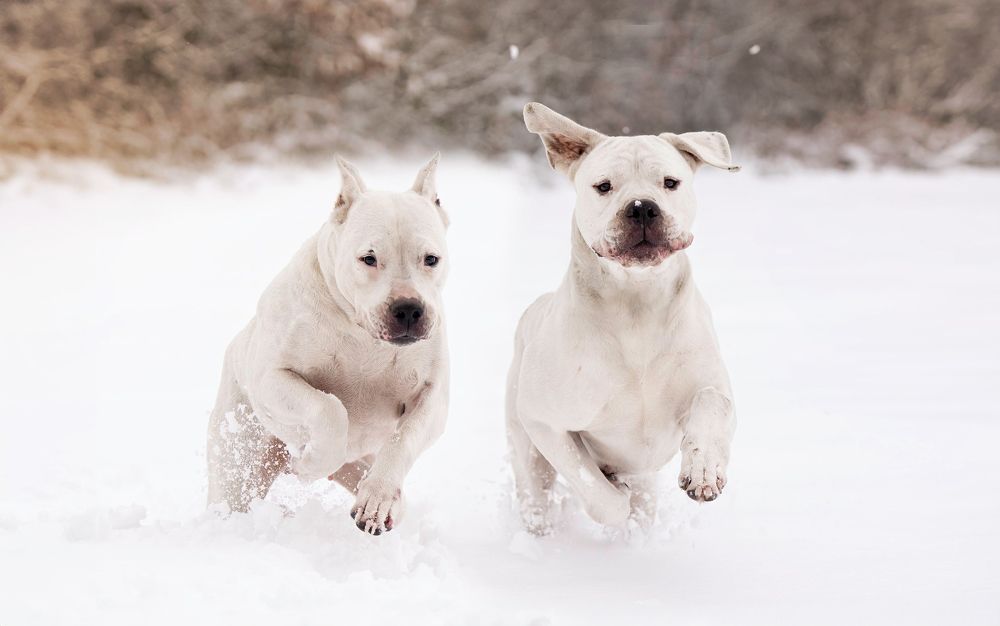 Dogs in Motion