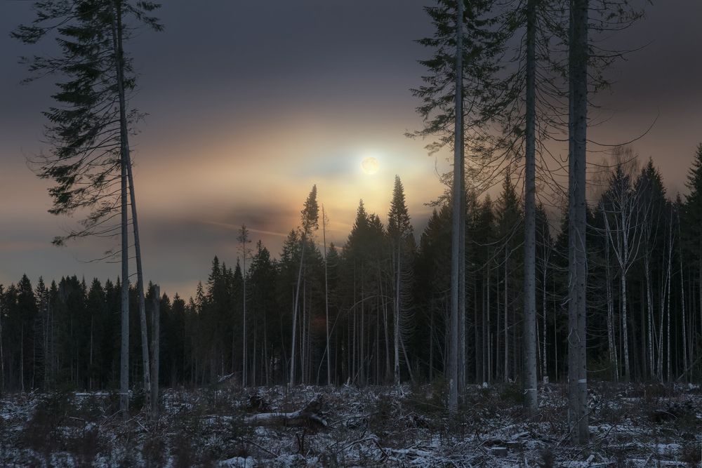 Лунная ночь в зимнем лесу