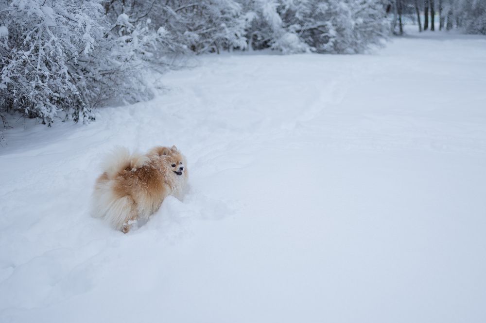 Photo 2743844