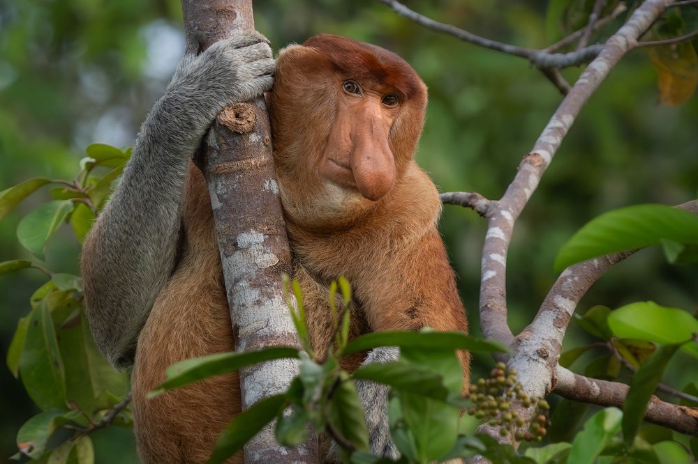 Proboscis Monkeys