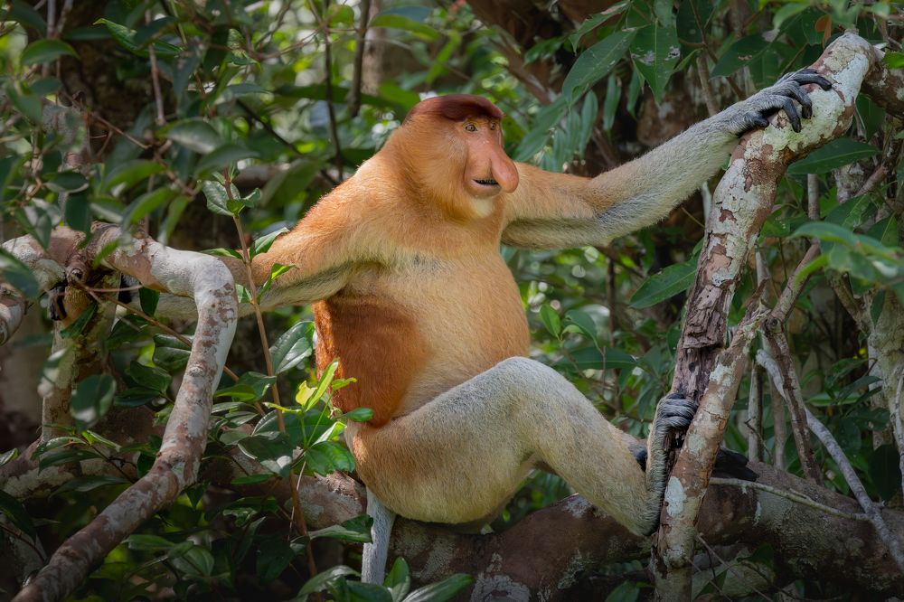 Proboscis Monkeys