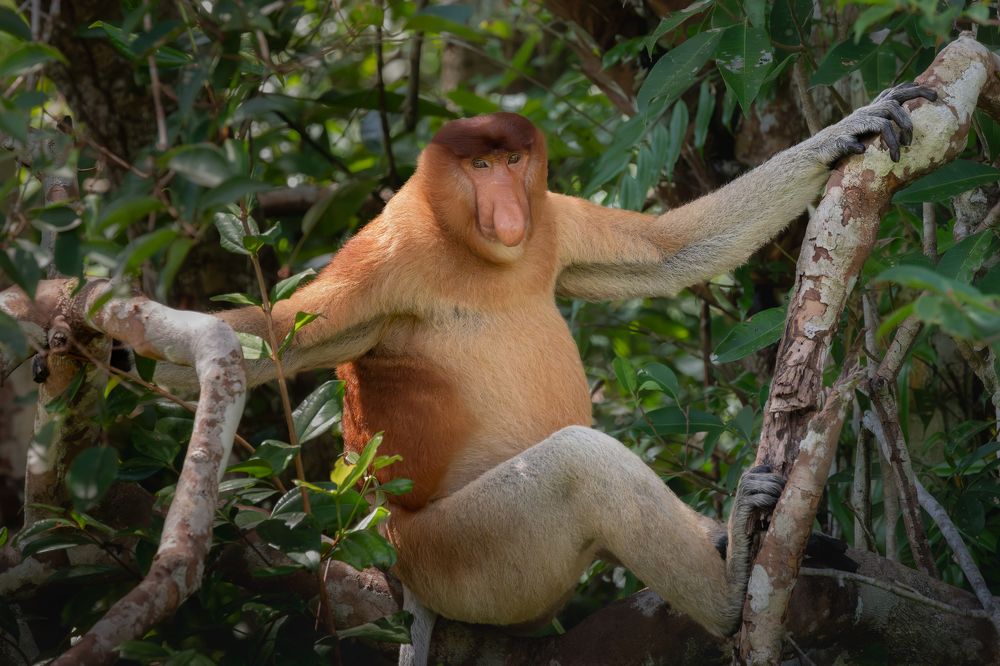 Proboscis Monkeys