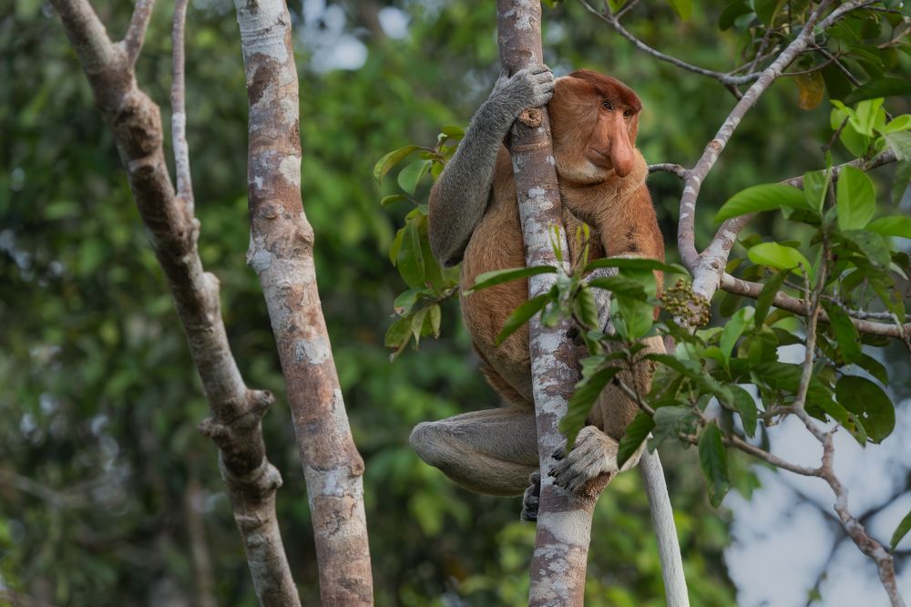 Proboscis Monkeys