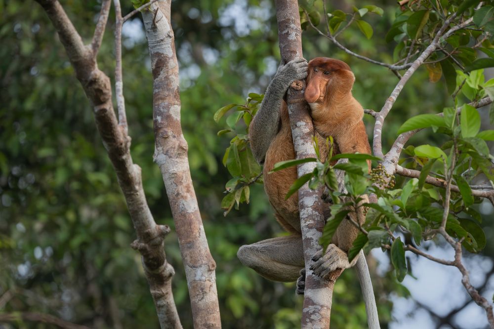 Proboscis Monkeys