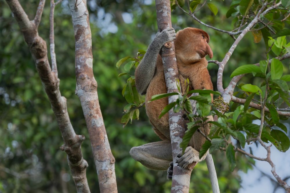 Proboscis Monkeys