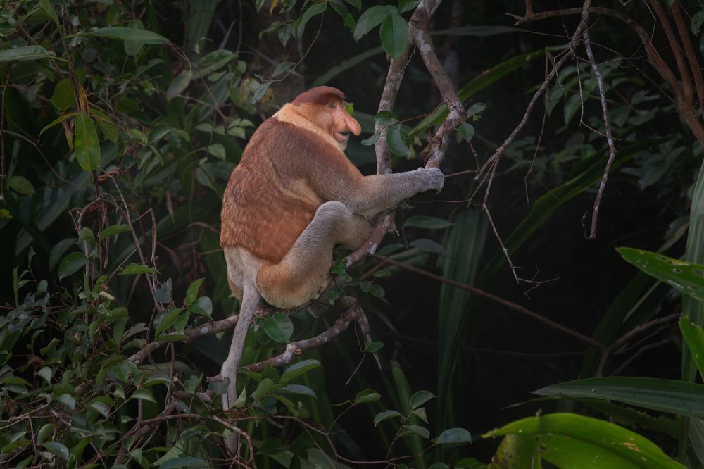 Proboscis Monkeys