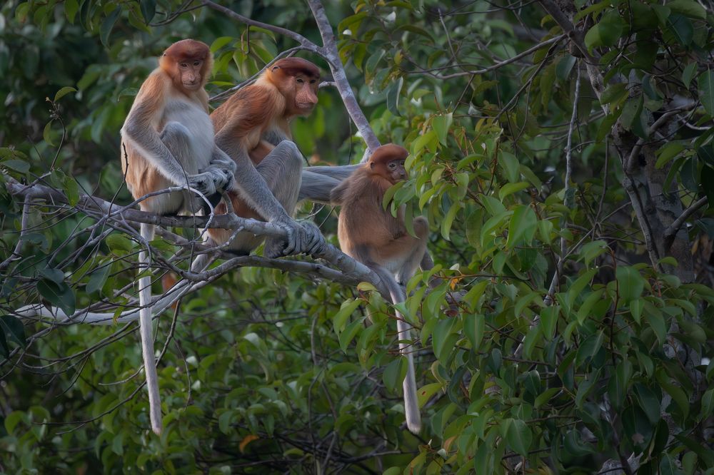 Proboscis Monkeys
