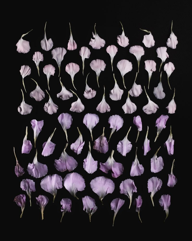 Carnation