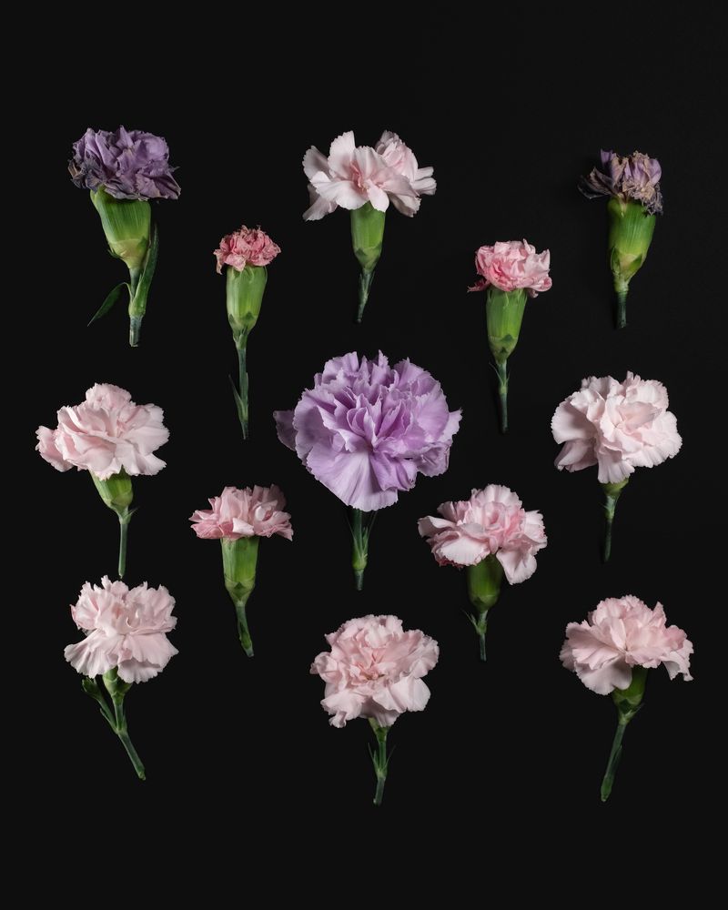 Carnation