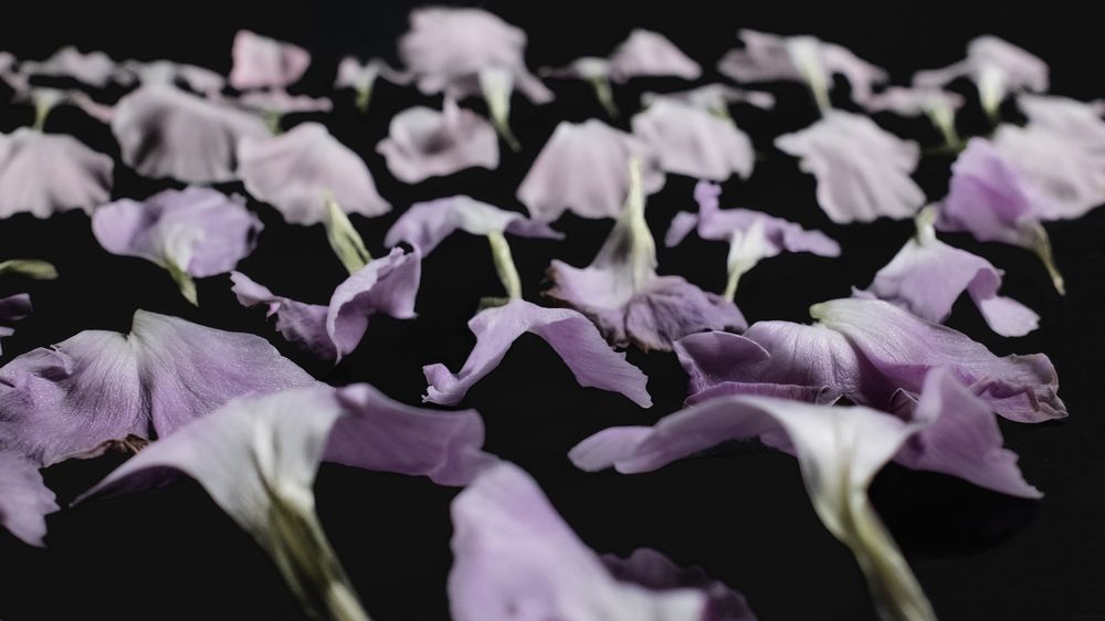 Carnation