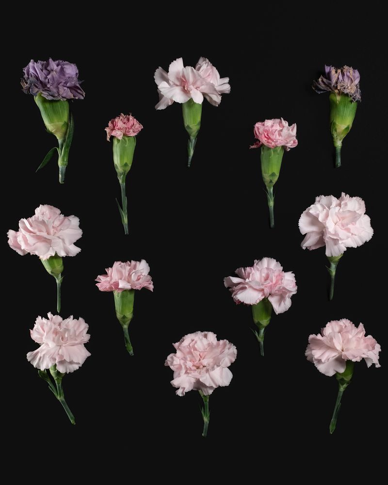 Carnation