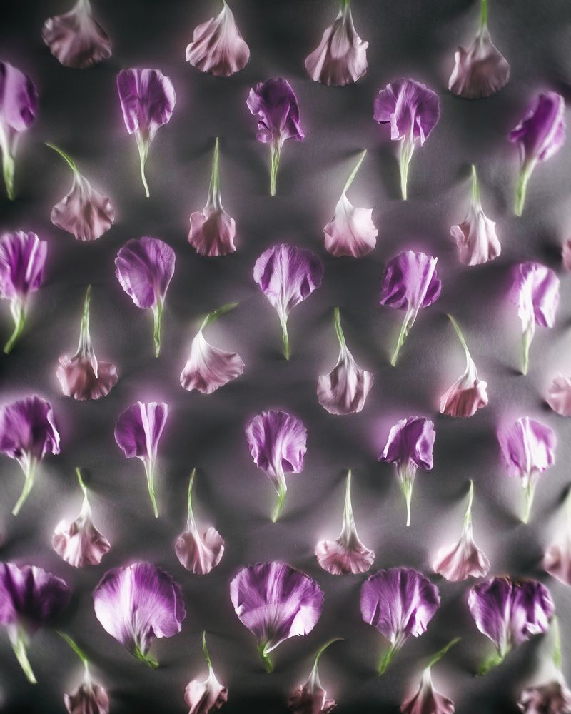 Carnation