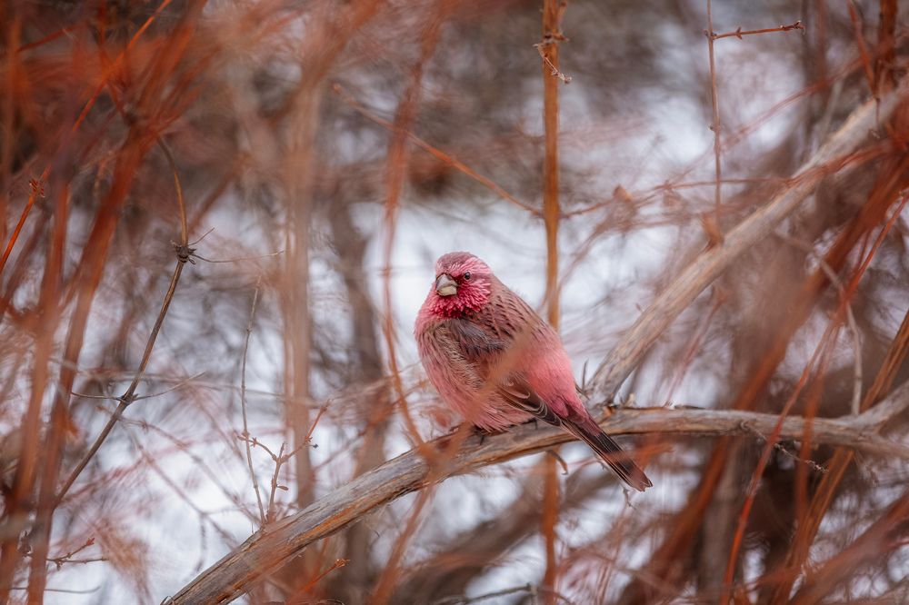 Angry birds