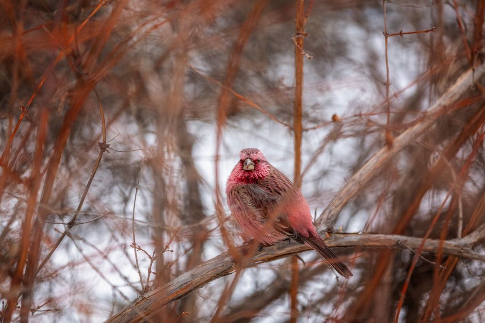 Angry birds