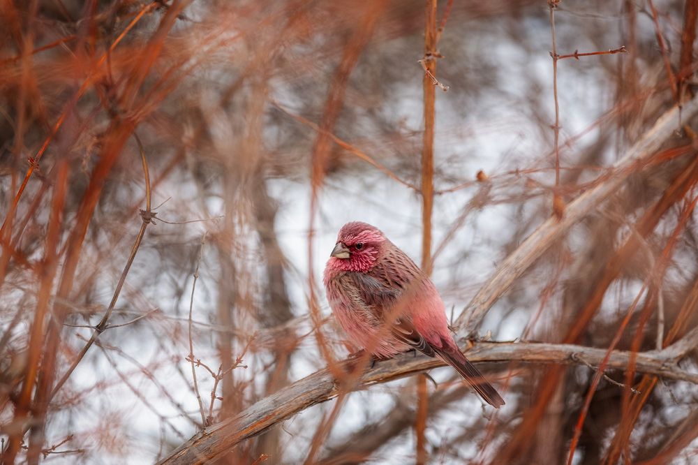 Angry birds