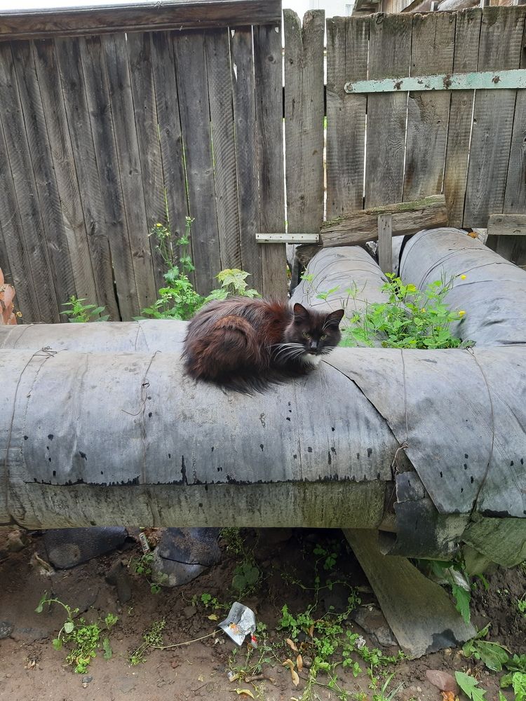 Котёнок из Суздаля