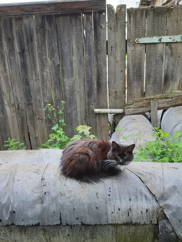 Котёнок из Суздаля