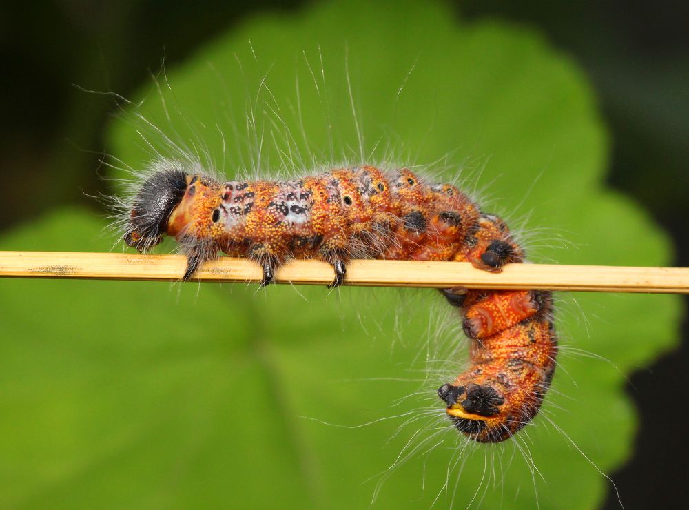 Caterpillar ...