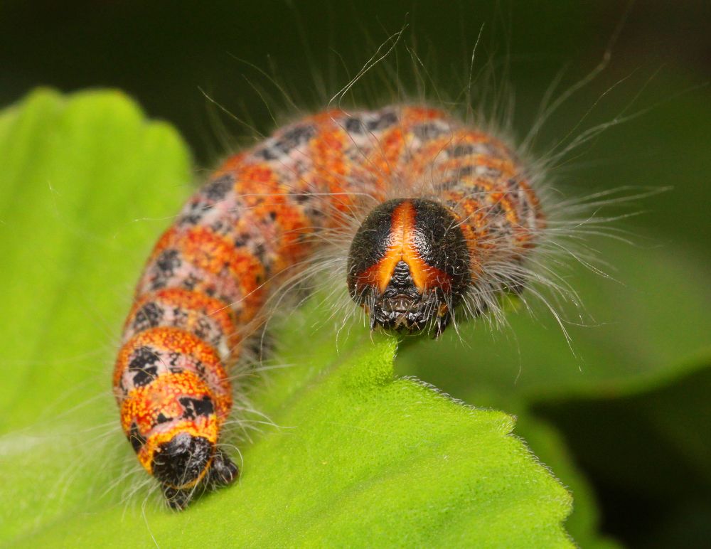 Caterpillar ...