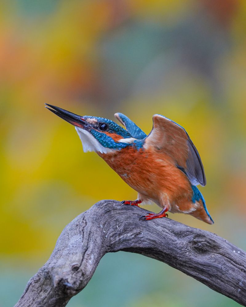 Melody of nature: from the sky to the ocean