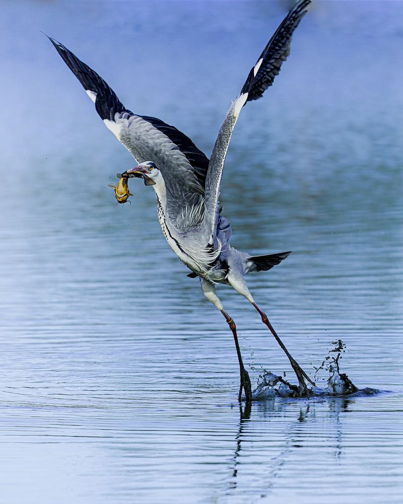 Melody of nature: from the sky to the ocean