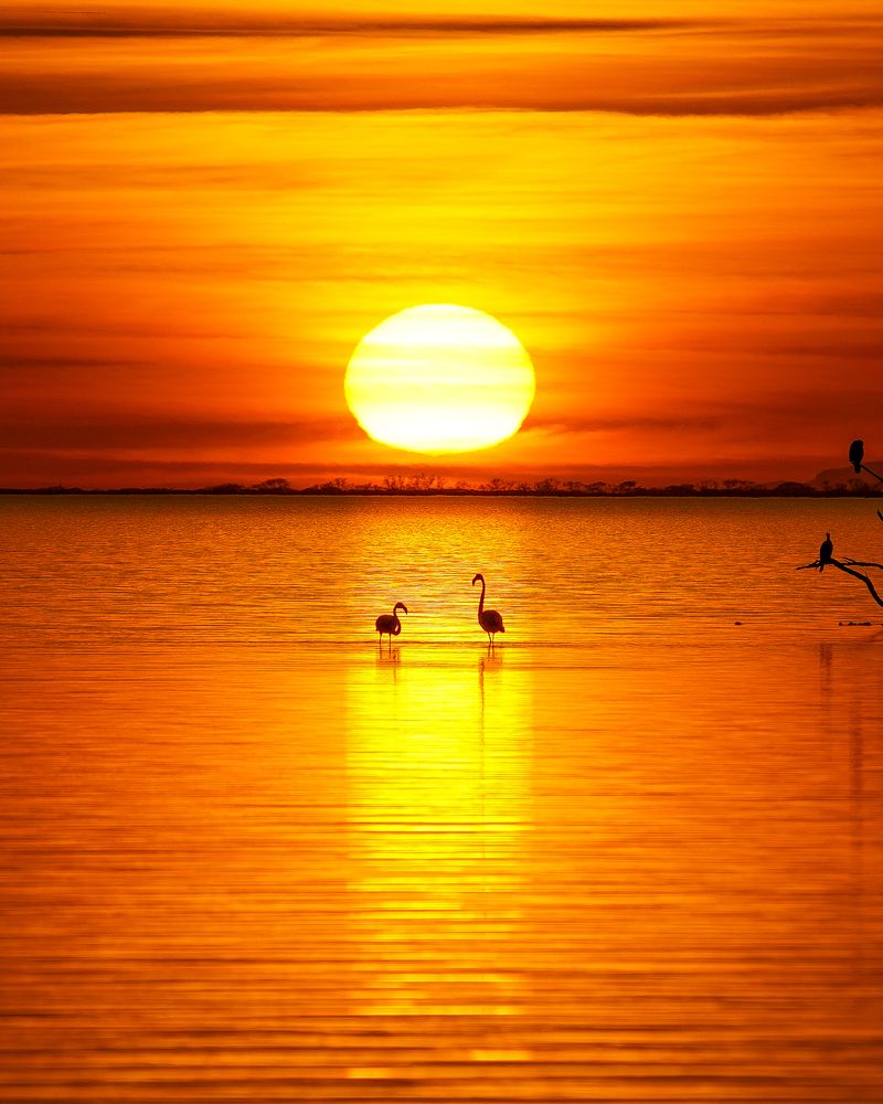 Melody of nature: from the sky to the ocean