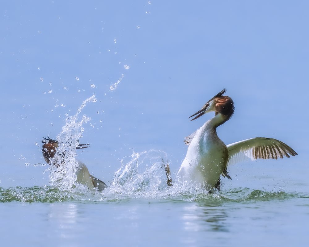 Melody of nature: from the sky to the ocean
