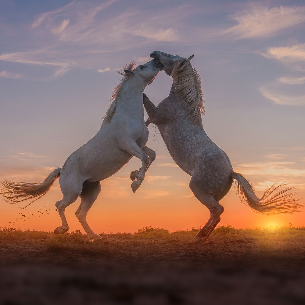 Playing Stallions