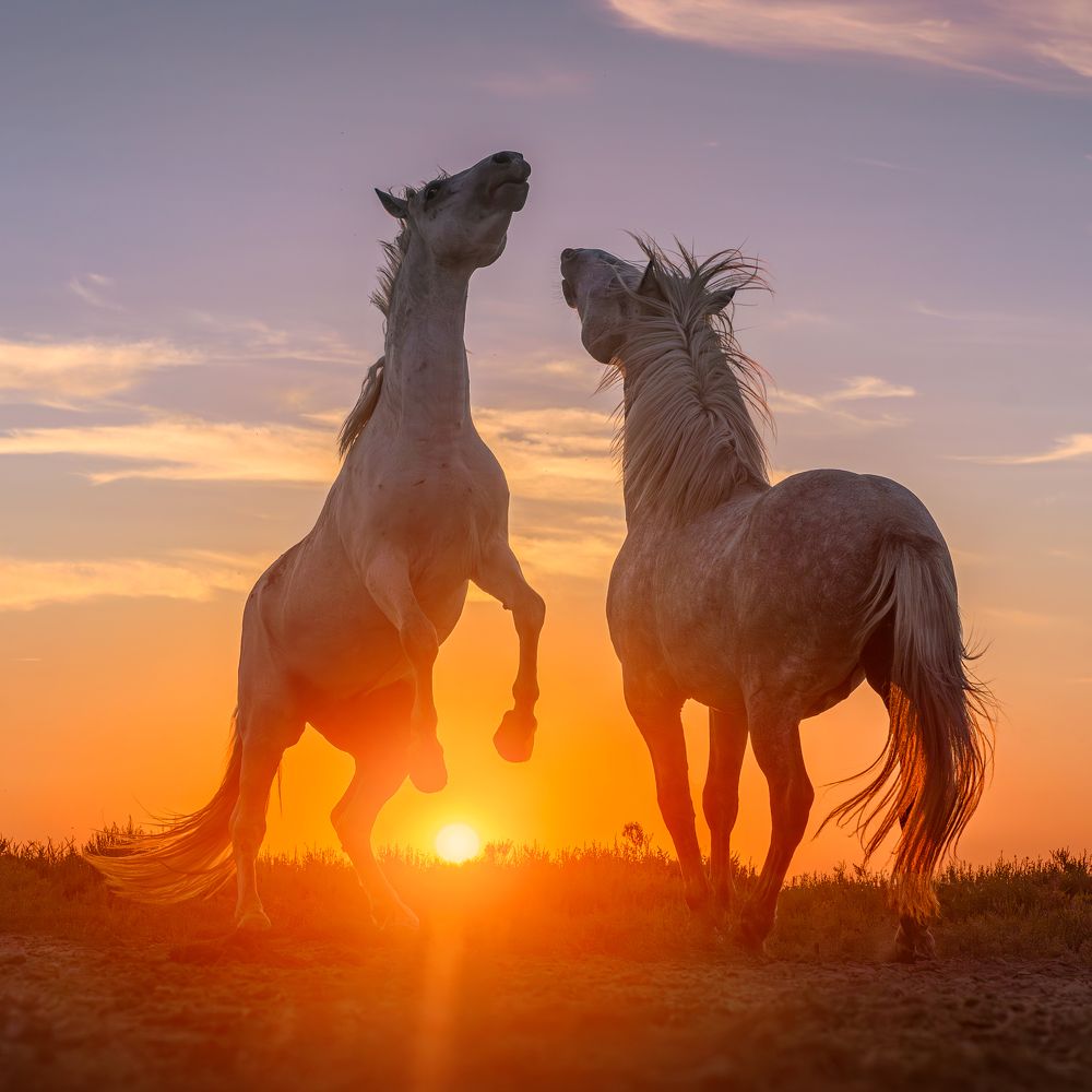 Playing Stallions