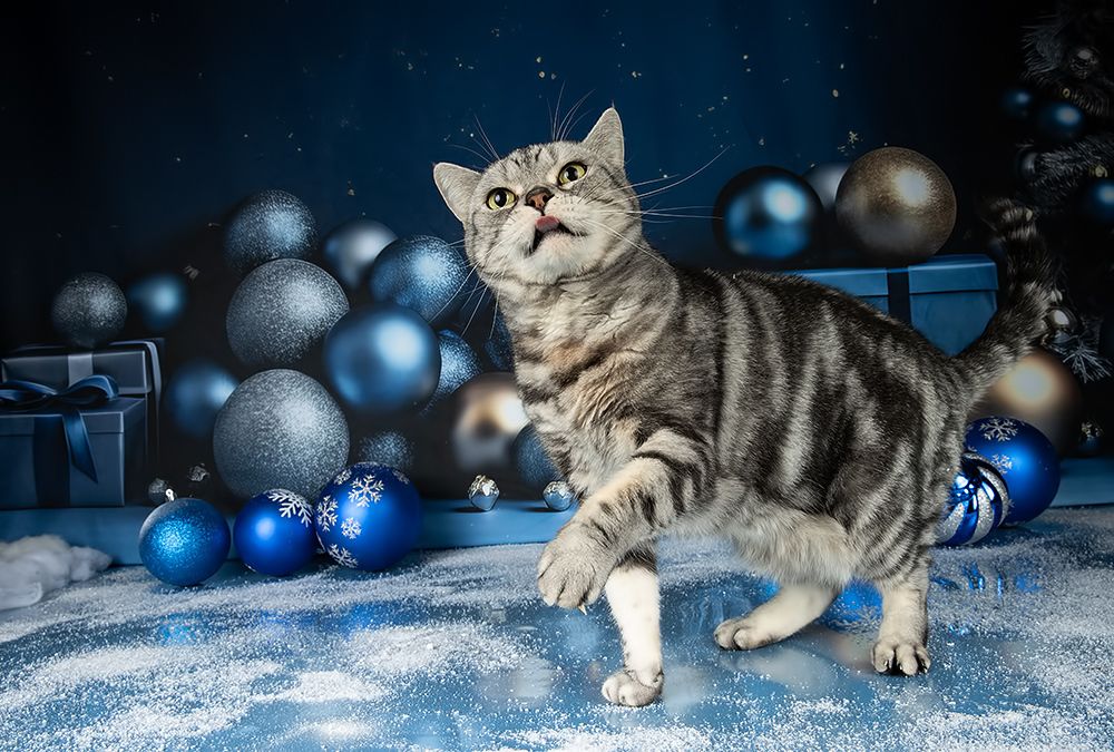 Котики к Праздникам! Всех С Наступающим Новым Годом!