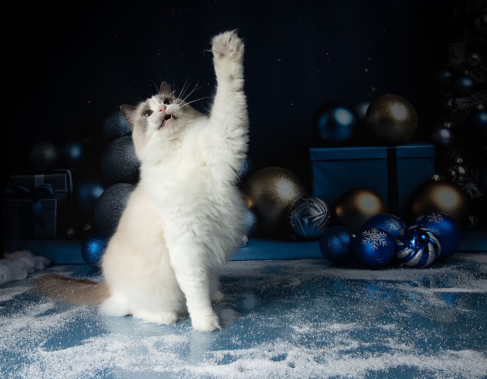 Котики к Праздникам! Всех С Наступающим Новым Годом!