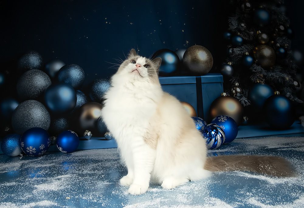 Котики к Праздникам! Всех С Наступающим Новым Годом!