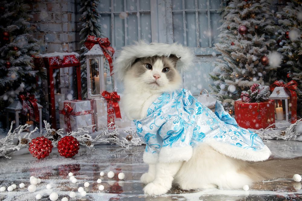 Котики к Праздникам! Всех С Наступающим Новым Годом!