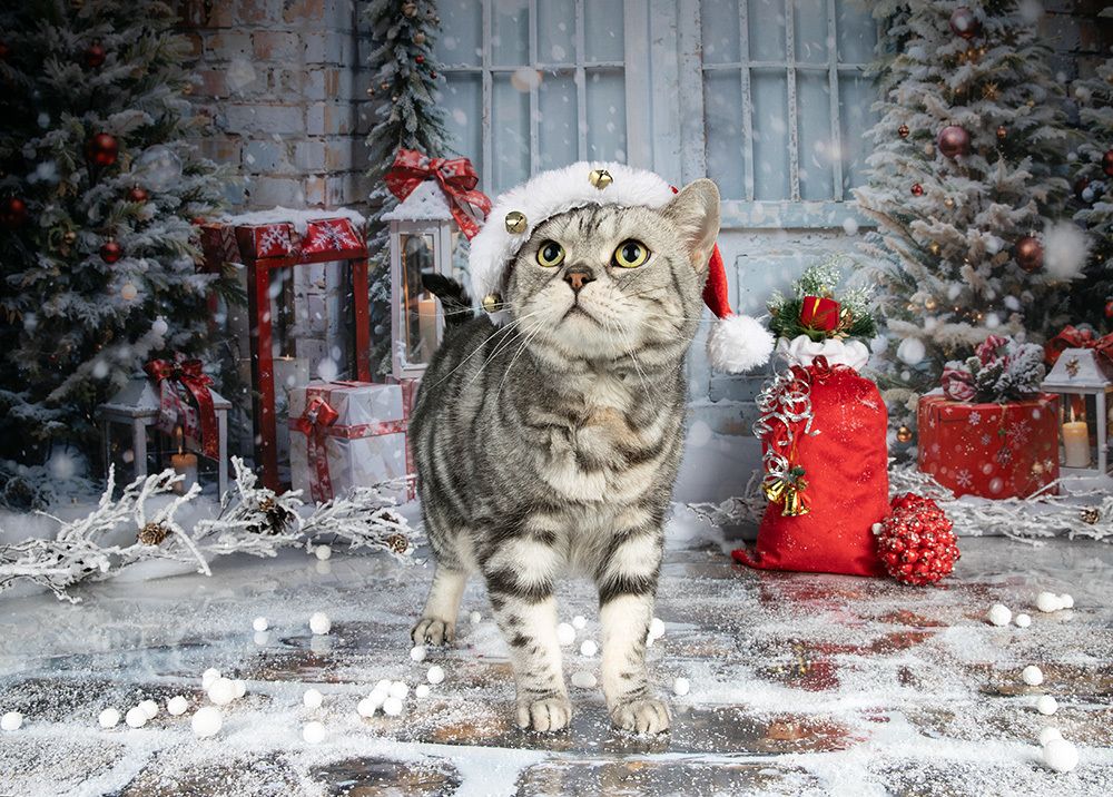 Котики к Праздникам! Всех С Наступающим Новым Годом!