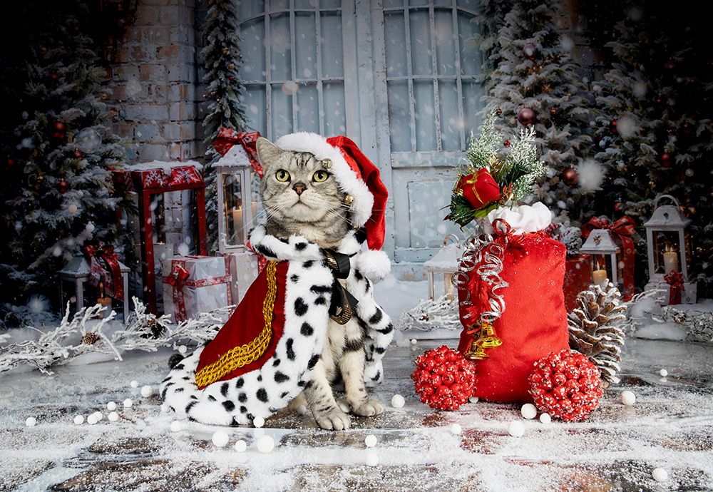 Котики к Праздникам! Всех С Наступающим Новым Годом!