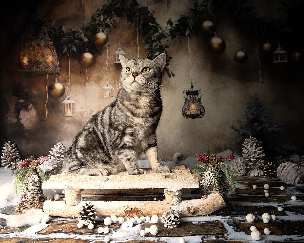 Котики к Праздникам! Всех С Наступающим Новым Годом!