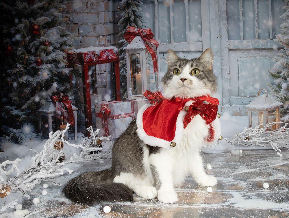 Котики к Праздникам! Всех С Наступающим Новым Годом!