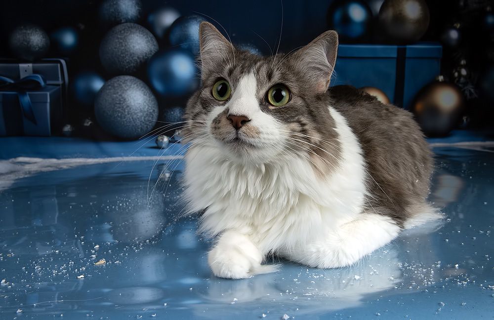 Котики к Праздникам! Всех С Наступающим Новым Годом!