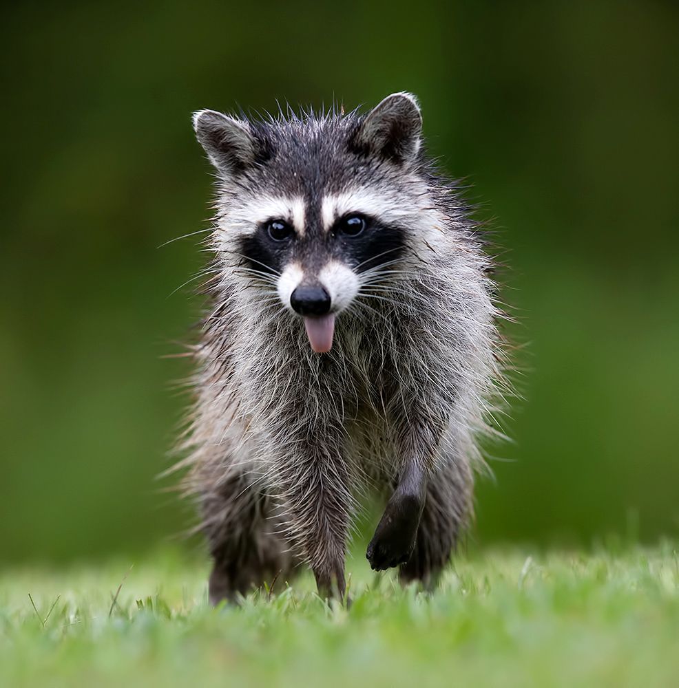 Енот-полоскун -Raccoons