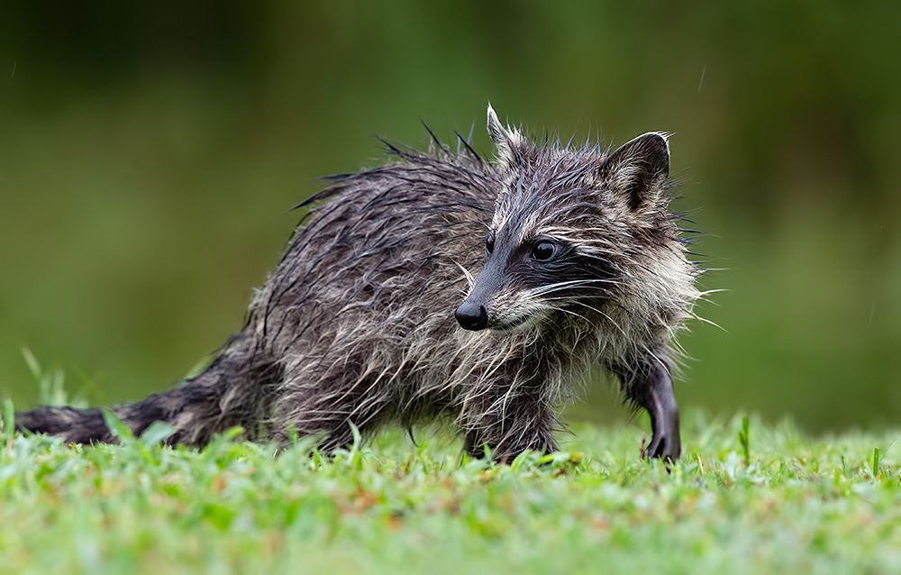 Енот-полоскун -Raccoons